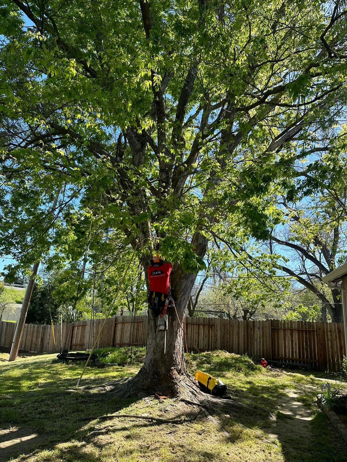 JT&M certified arborist and crew on the job