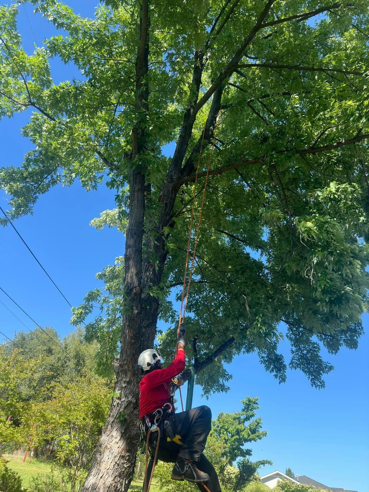 JT&M Tree Management local crew at work in Sacramento