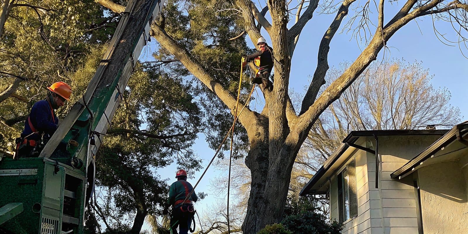 JT&M Tree Management crew removing a large tree in Sacramento