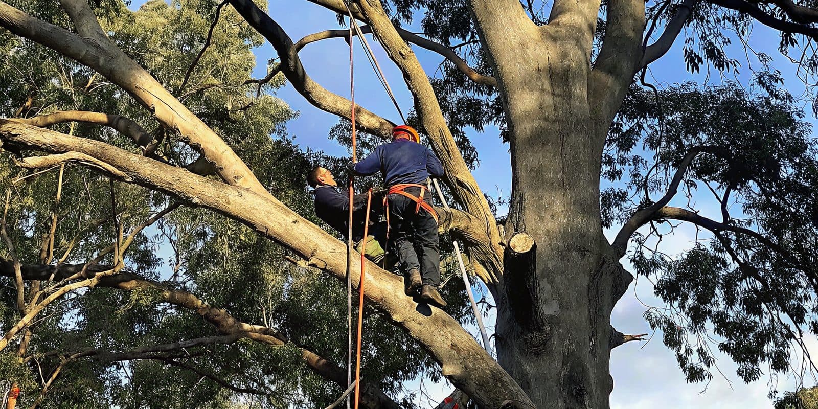 Certified arborist performing a large hazardous tree removal